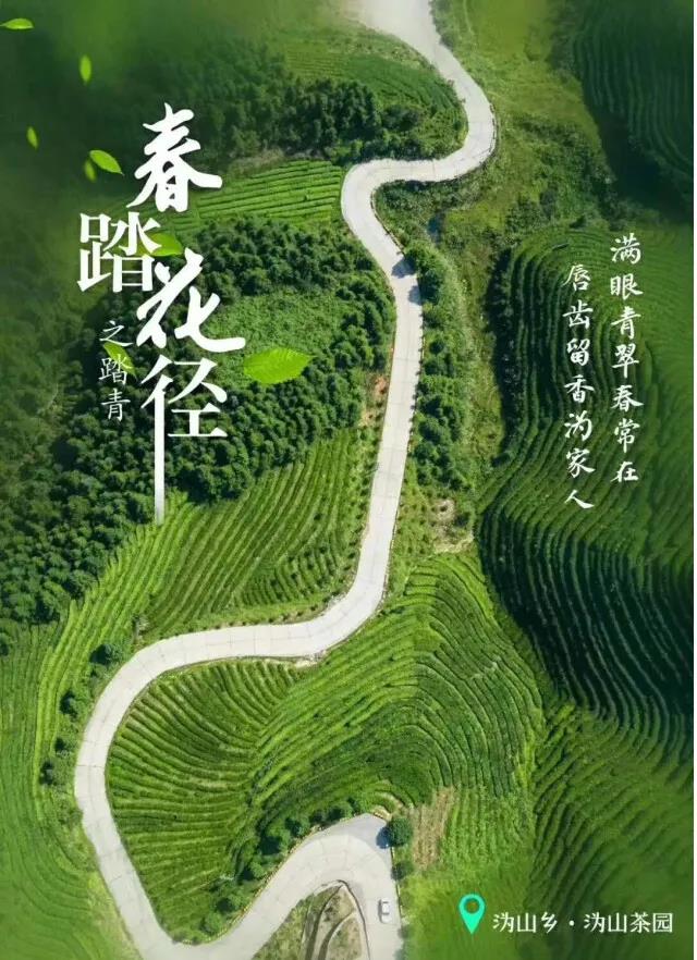 宁乡沩山片区的沩山茶园.jpg