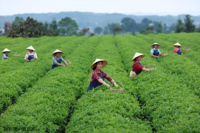 全国三十座最美茶园之一——金井茶园.jpg